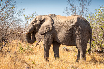 The African bush elephant, Loxodonta africana, also known as the African savanna elephant. Kruger Park Big five Safari