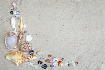 Top view exotic seashells and starfish on white sand with copy space. Vacation theme