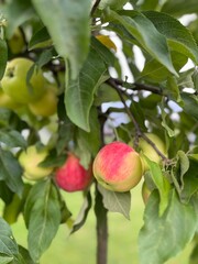 Apples on a tree 