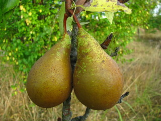 conference pears ripe in the garden against a background of greenery September harvest