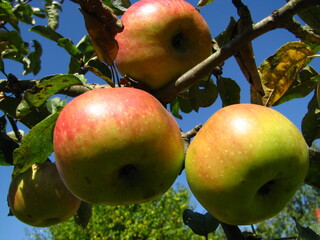 red bright apples on the tree ripe in September harvest against the background of the sky and garden