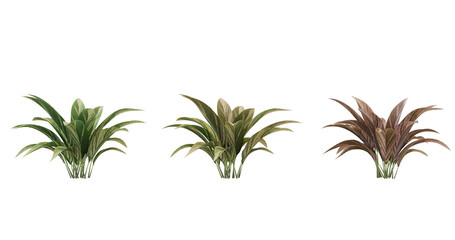 3D Model of a Bromeliad Plant in Three Different Colors