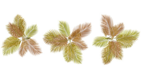 Three Green and Brown Tropical Leaves on Black Background