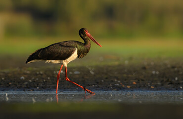 Wall Mural - Black stork bird ( Ciconia nigra )