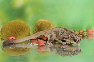 Wall Mural - An adult sugar glider eats a ripe peanut butter fruit that has fallen to the ground. This mammal has the scientific name Petaurus breviceps.