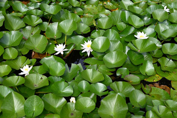 White water lilies among green lily pads on a pond.