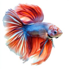 beautiful betta fish underwater photography isolated on white background. 