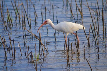 White Ibis at low tide in marsh