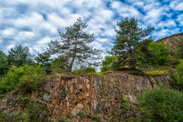 deux arbres près de la falaise