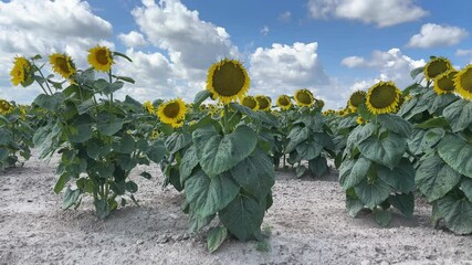 Poster - Field edge of blooming sunflowers against sky in sunny day