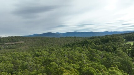 Wall Mural - agroforestry plantation of beautiful gum Trees and shrubs in the Australian bush forest. Gumtrees and native plants growing in Australia in spring