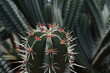 © paladin1212 - cactus red spikes macro closeup