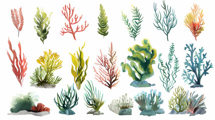 Watercolor seaweeds illustration. Sea underwater plants, ocean coral reef and aquatic kelp, hand drawn marine flora set. hand drawn seaweed cartoon sketch aquarium decor