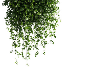 Fototapete - Lush green trailing plant with vibrant foliage hanging against a transparent background