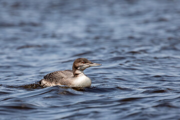 Immature common loon (Gavia immer) on Lake Mohawkskin in August