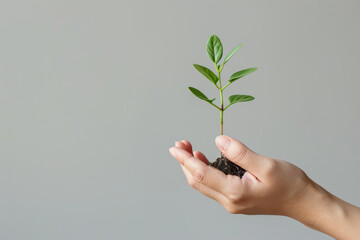 Hand holding a small green seedling with soil, symbolizing growth, sustainability, and environmental care in a minimalist setting