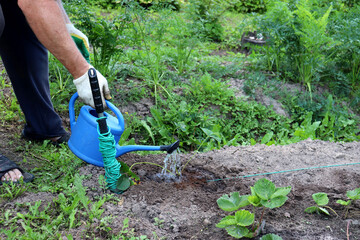 A retired man waters a strawberry bush on a cloudy summer day - horizontal photo, a man's hand in a glove with a small watering can, legs, close-up