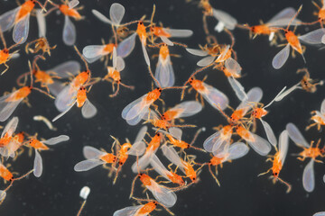 Wall Mural - Pseudaulacaspis pentagona, the white peach scale or mulberry scale, is a species of armoured scale insect in the family Diaspididae. Serious plant pest.  The numerous males on a dark background.