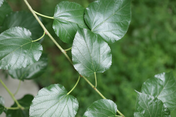 Mulberry leaves with green blurred background. Mulberry leaves are a good herb.