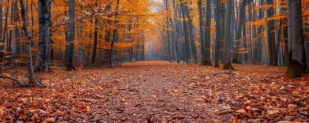 Poster - Pathway through an autumn forest covered in leaves