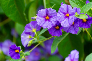 flowers in the garden