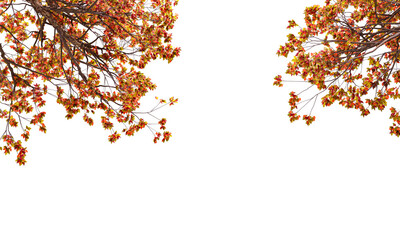 autumn leaves background isolateon on white