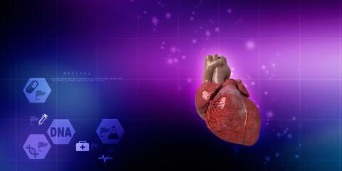 Wall Mural - 3d illustration  Anatomy of Human Heart 
