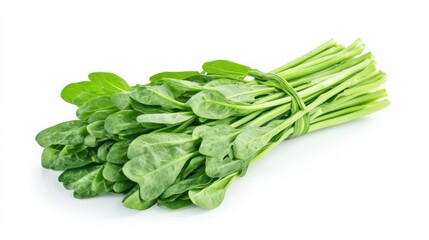 Fresh Green Spinach Bundle