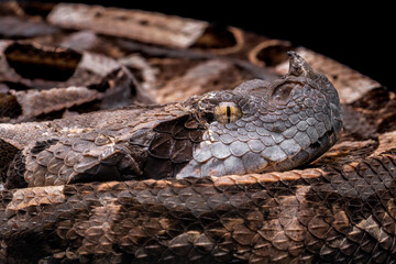 Closeup head of Gaboon Viper (Bitis gabonica) camouflage in dry leaves. Gaboon Viper is known extremely venomous snake.