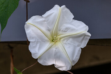 Sticker - white magnolia flower