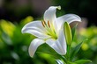 © Sanchai - Easter lily in full bloom standing proudly in a church or garden, symbolizing purity and renewal