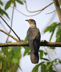 Wall Mural - wlid common cuckoo.this photo was taken from Bangladesh.