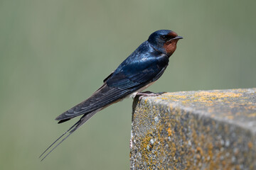 A barn swallow sits on the edge of a wall