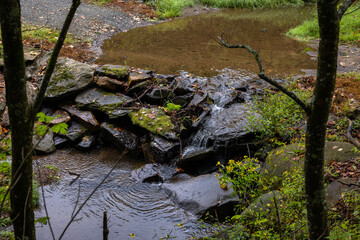 river in the forest