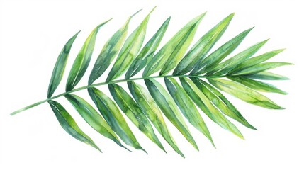 Wall Mural - watercolor illustration of a single palm leaf isolated on a white background capturing the delicate veins and natural beauty of the leaf botanical art