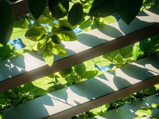 Sunlit Leaves Through Lattice, Green , Sunlight , Shadow