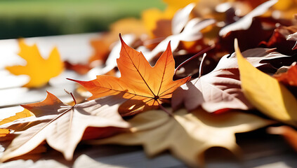 Wall Mural - autumn leaves on a white background