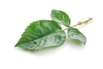 Poster - A single green leaf rests on a white surface