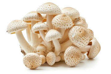 Poster - Close-up of various fresh mushrooms arranged on a white surface, great for food and nature-themed projects