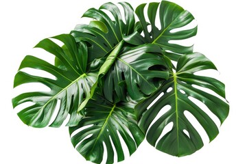 Sticker - A collection of green leaves arranged neatly on a white background, suitable for design and decoration purposes