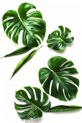 Poster - A collection of colorful tropical leaves against a clean white background