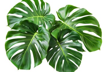 Poster - A pair of big green leaves sit on a clean white surface