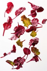 Poster - A collection of colorful fall leaves arranged on a white background