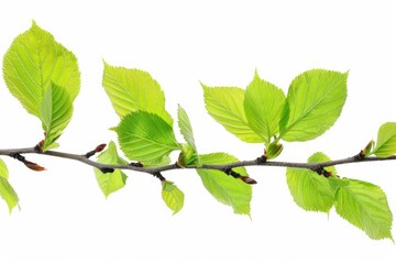 Poster - A natural scene with a branch of a tree bearing green leaves, suitable for use in environmental or nature-themed contexts