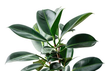 Poster - A close-up shot of a plant with green leaves, ideal for use in gardening or nature-themed designs