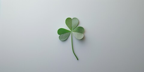 Poster - A rare and lucky four-leaf clover on a plain white background