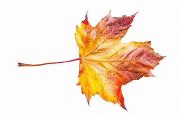 Poster - A solitary leaf sits on a pure white surface