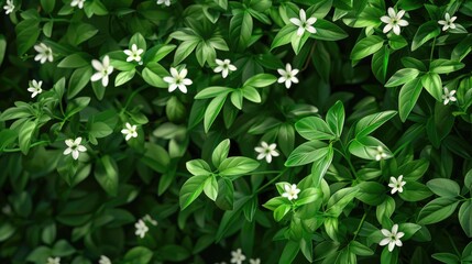 Poster - A bunch of white flowers surrounded by lush green leaves