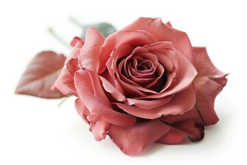 Poster - A single pink rose on a clean white background