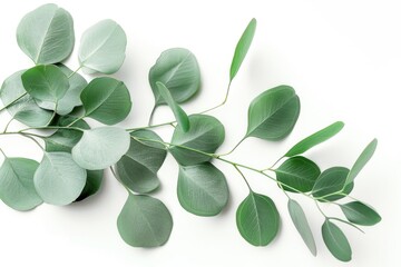 Poster - A cluster of fresh green leaves sit on a clean white surface, ideal for use in illustrations or backgrounds